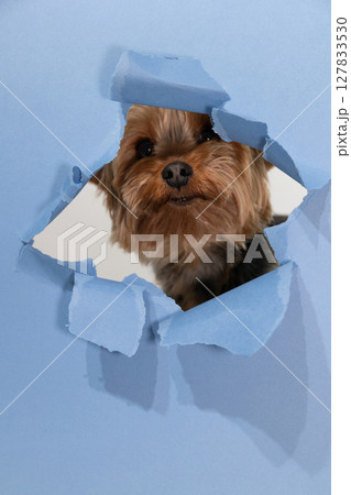 Yorkshire Terrier Peeking Through a Torn Blue Paper Background in a Playful Moment Yorkshire Terrier Peeking Through a Torn Blue Paper Background in a Playful Moment 127833530