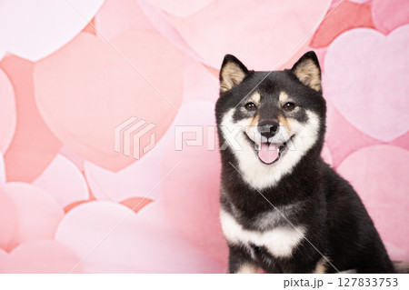 ピンクのハートバックと微笑む豆柴のシェリ 127833753