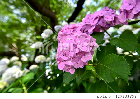 紫陽花 紫陽花 127833858