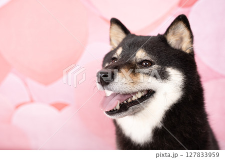 ピンクのハートバックと微笑む豆柴のシェリ 127833959