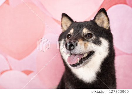 ピンクのハートバックと微笑む豆柴のシェリ 127833960