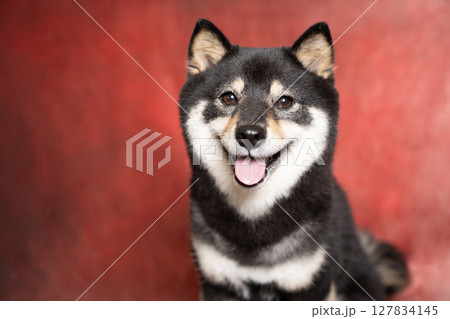 赤のグラデーションバックと笑顔の豆柴のバストアップ 127834145