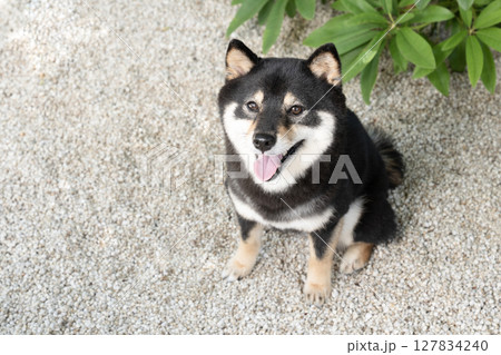 見上げて微笑む豆柴のシェリ 127834240