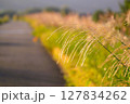 秋のすすきが揺れる風景 127834262