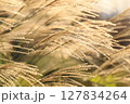秋の陽に輝くススキ 127834264