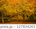 紅葉した公園 127834265
