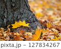 イチョウの落ち葉 127834267