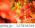 鮮やかな紅葉 127834268