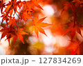 鮮やかな紅葉 127834269