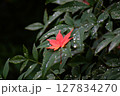 雨に濡れるもみじ 127834270