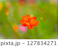 秋の美しい花コスモス 127834271
