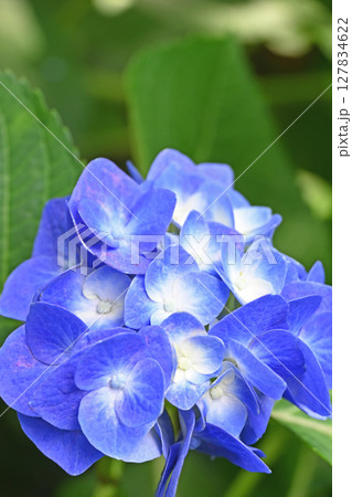 紫陽花 127834622