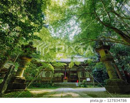 【奈良県奈良市／海瀧山王龍寺】本堂にそそぐ新緑の木洩れ日 127834786