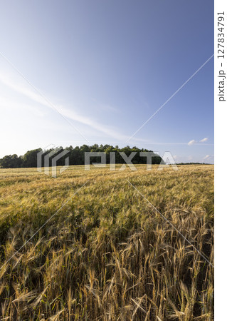 rye in the evening at sunset, production of agricultural rye plants, landscape rye in the evening at sunset, production of agricultural rye plants, landscape 127834791