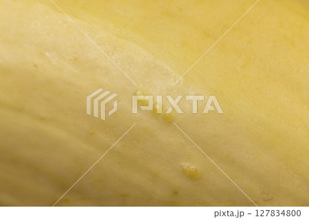 ripe white squash on the kitchen table before cooking ripe white squash on the kitchen table before cooking 127834800
