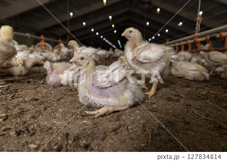 a poultry farm where chicken chickens are raised to produce meat products 127834814