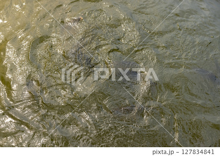 carps in muddy water, feeding large carps in lake water, A group of hungry fish in a lake 127834841