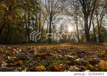 orange foliage on maples growing in the park in the autumn season, beautiful maples with yellowing foliage in sunny weather in autumn 127834857