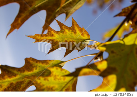 orange oak tree growing in the park in the autumn , blue sky, long oak branches with yellowing foliage in sunny weather in autumn 127834858