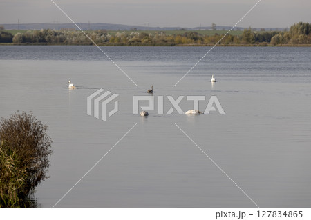 a family of swans with young swans in gray plumage a lake with muddy water in the autumn , a deep lake with dark water 127834865