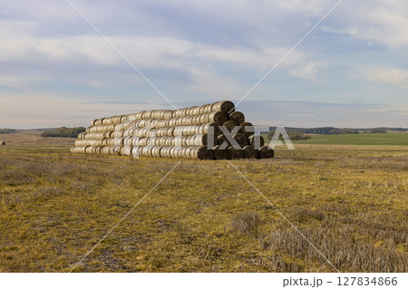 cylindrical stacks of straw stacked together for long-term storage, stacked one on one stack of wheat straw after grain harvest cylindrical stacks of straw stacked together for long-term storage, stacked one on one stack of wheat straw after grain harvest 127834866