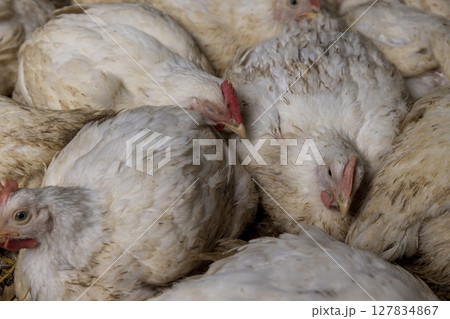 fat meat chickens in a cage free, there are a lot of adult broilers, side view fat meat chickens in a cage free, there are a lot of adult broilers, side view 127834867