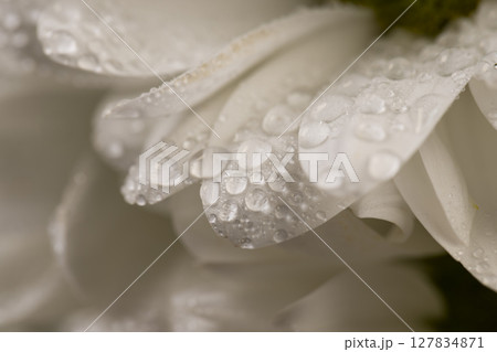 a bouquet of fresh flowers with white petals covered with drops of water, wet white chamomile flowers in a large gift bouquet, close up 127834871