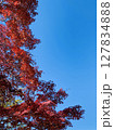 天を仰ぐ紅葉 天を仰ぐ紅葉 127834888