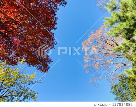 秋空 127834889