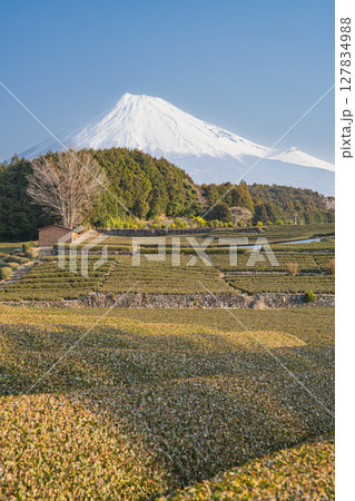 富士市の大淵笹場の風景(静岡県) 富士市の大淵笹場の風景(静岡県) 127834988
