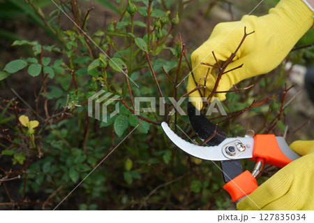 Pruning a rose in spring. The gardener gives the rose bush the correct shape. 127835034
