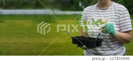 A close-up of an unrecognizable woman holding a box with seedlings of cynias. Banner, copy space. A close-up of an unrecognizable woman holding a box with seedlings of cynias. Banner, copy space. 127835040