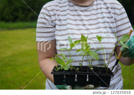 A detailed shot of a woman whose face is not visible, holding a box filled with cynia seedlings. 127835058