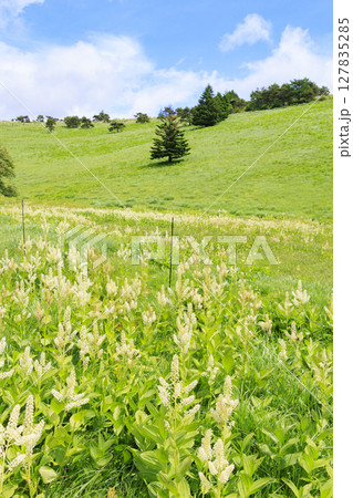 初夏の車山高原　満開のコバイケイソウ 127835285