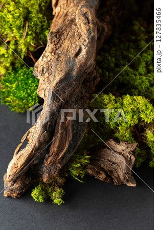 Abstract north nature scene with a composition of lichen, moss, and old snags. 127835466