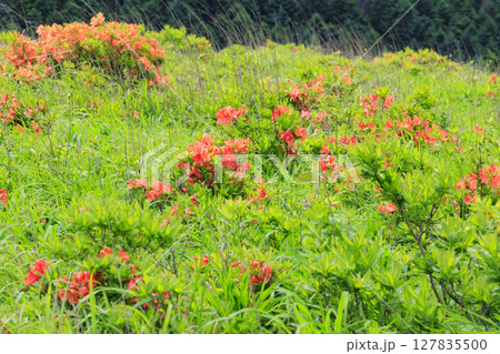 霧ヶ峰 満開のレンゲツツジとコバイケイソウ 霧ヶ峰 満開のレンゲツツジとコバイケイソウ 127835500
