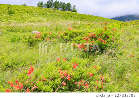 霧ヶ峰　満開のレンゲツツジとコバイケイソウ 127835505