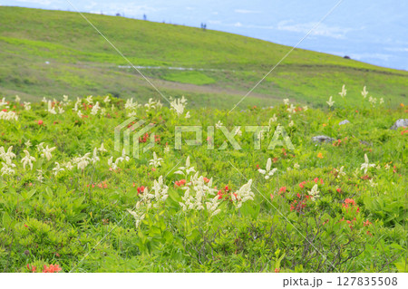 霧ヶ峰　満開のレンゲツツジとコバイケイソウ 127835508