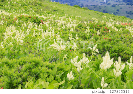 霧ヶ峰　満開のレンゲツツジとコバイケイソウ 127835515