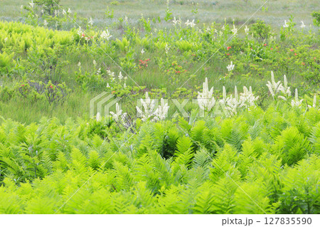霧ヶ峰　八島ヶ原湿原　満開のコバイケイソウ 127835590