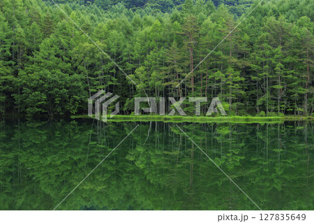 新緑の御射鹿池 127835649