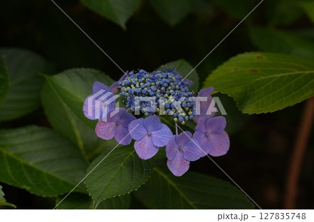 紫色のガクアジサイ 127835748