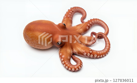 海洋生物の多様性 知的な軟体動物	 127836011