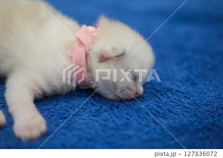 A newborn 1 week old ragdoll kitten sleeping with eyes closed on the blanket, domestic cat A newborn 1 week old ragdoll kitten sleeping with eyes closed on the blanket, domestic cat 127836072