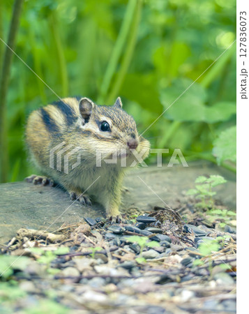 Chipmunk looking at the camera Chipmunk looking at the camera 127836073