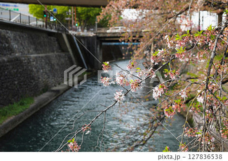 川沿いに咲く桜 127836538