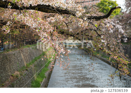 川沿いに咲く桜 川沿いに咲く桜 127836539