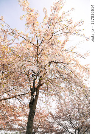 満開になった桜の木 127836614