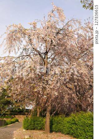 満開の桜のある公園 127836615
