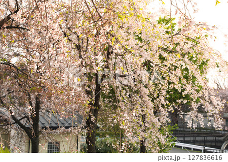 桜のある風景 127836616